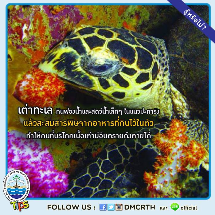 เกร็ดความรู้ ทช.