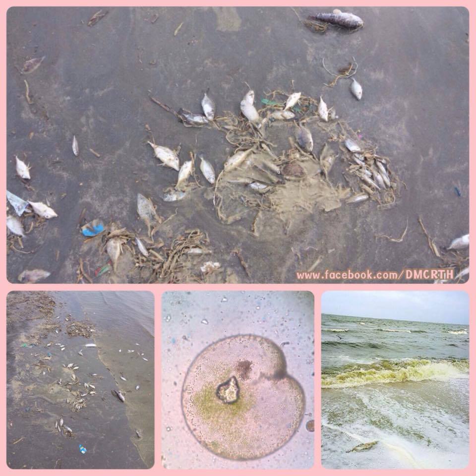 ผลการตรวจสอบน้ำทะเลเปลี่ยนสี หาดบางแสน
