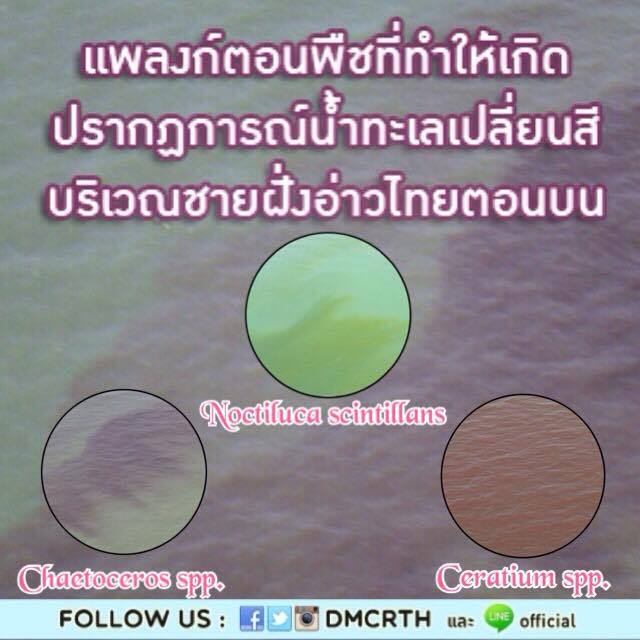 มารู้จักปรากฎการณ์น้ำทะเลเปลี่ยนสี