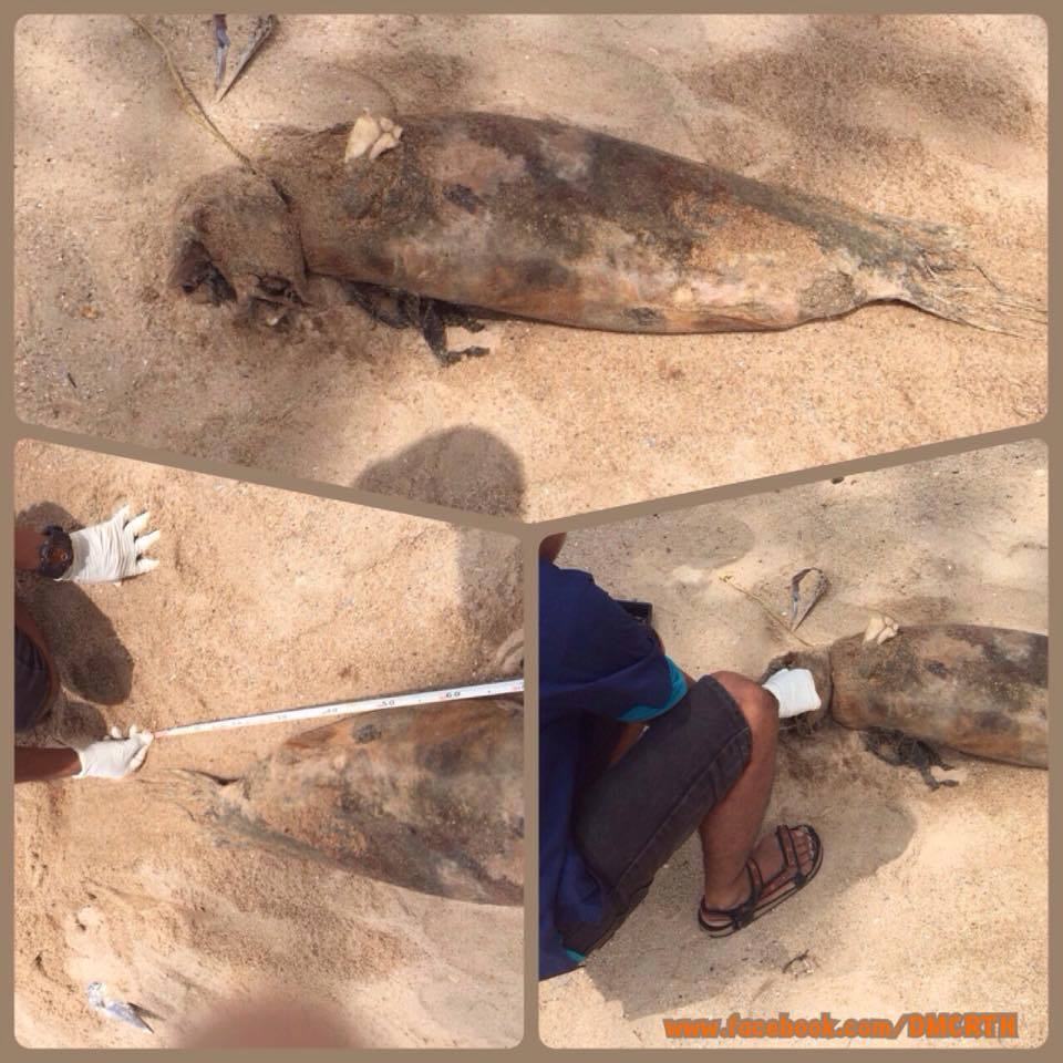 พบซากโลมาหัวบาตรหลังเรียบ หาดน้ำริน ทะเลระยอง