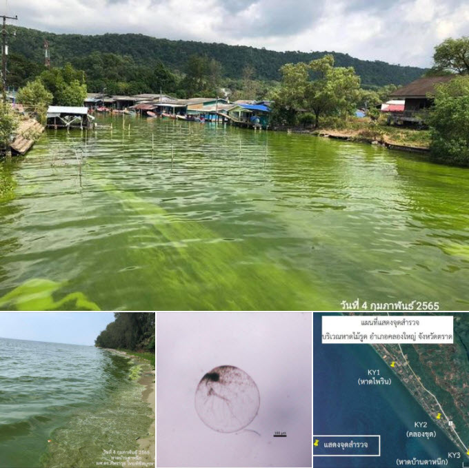 พบน้ำเขียวอีก ปรากฎการณ์ประจำทะเลฝั่งตะวันออก