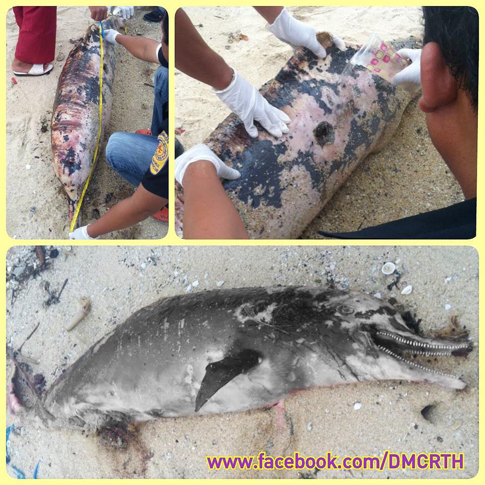 พบซากโลมาหลังโหนก ทะเลสุราษฎร์