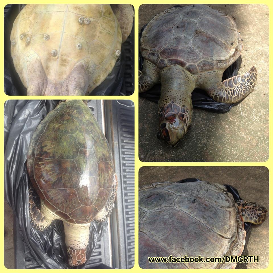 พบซากเต่าตนุ ๒ ตัว หาดสวนสน ระยอง