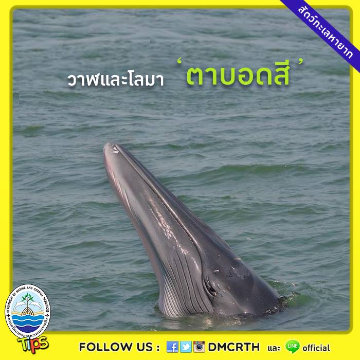 เกร็ดความรู้ ทช.