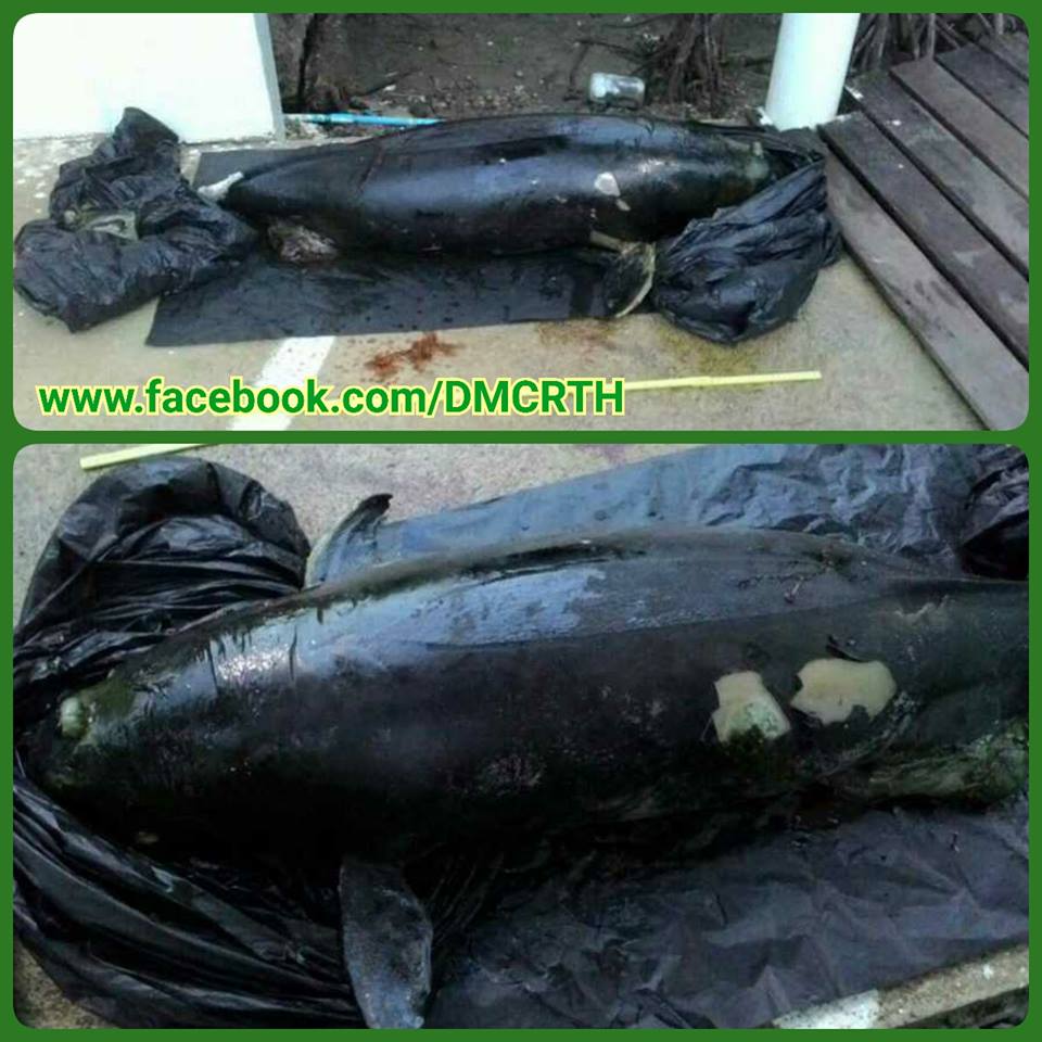 พบซากโลมาหัวบาตรหลังเรียบ ทะเลชะอำ