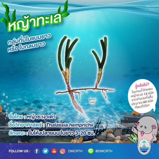 สินใต้ทะเล หญ้าทะเล แหล่งอนุบาลสัตว์น้อยใหญ่ใต้ทะเล ๑/๑๓
