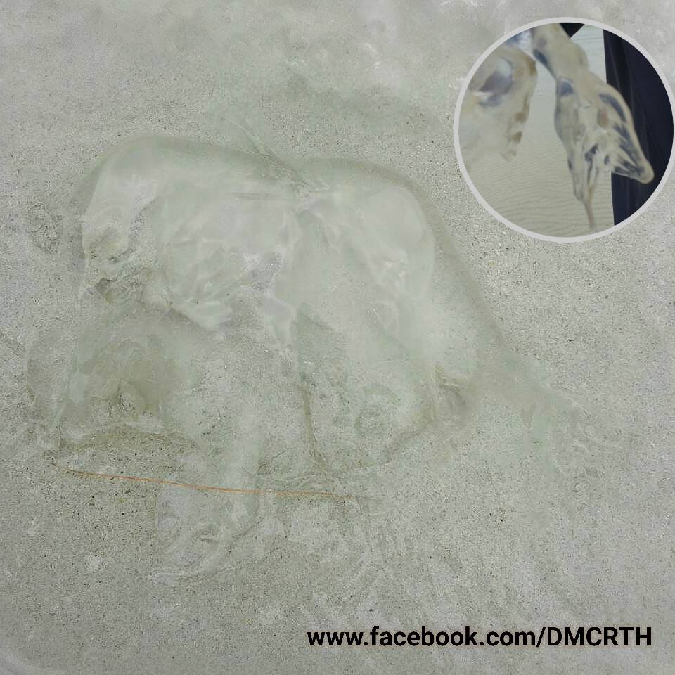 ทช. ตรวจสอบพบแมงกะพรุนกล่อง หาดริ้น