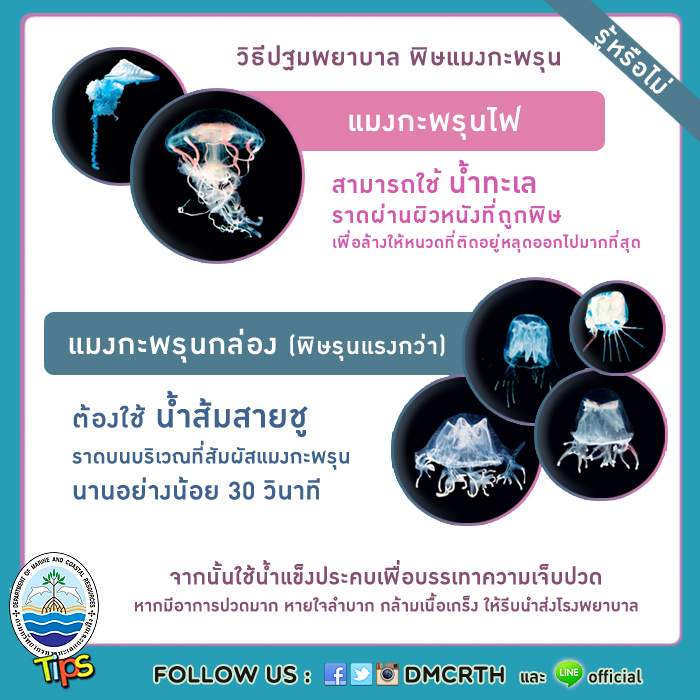เรียนรู้ สู้ภัยแมงกะพรุนพิษ