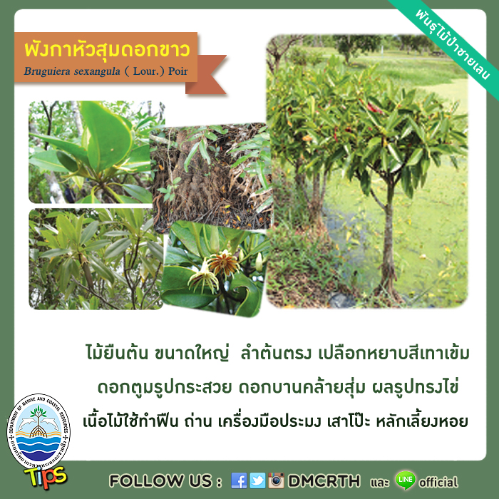 เกร็ดความรู้ ทช.