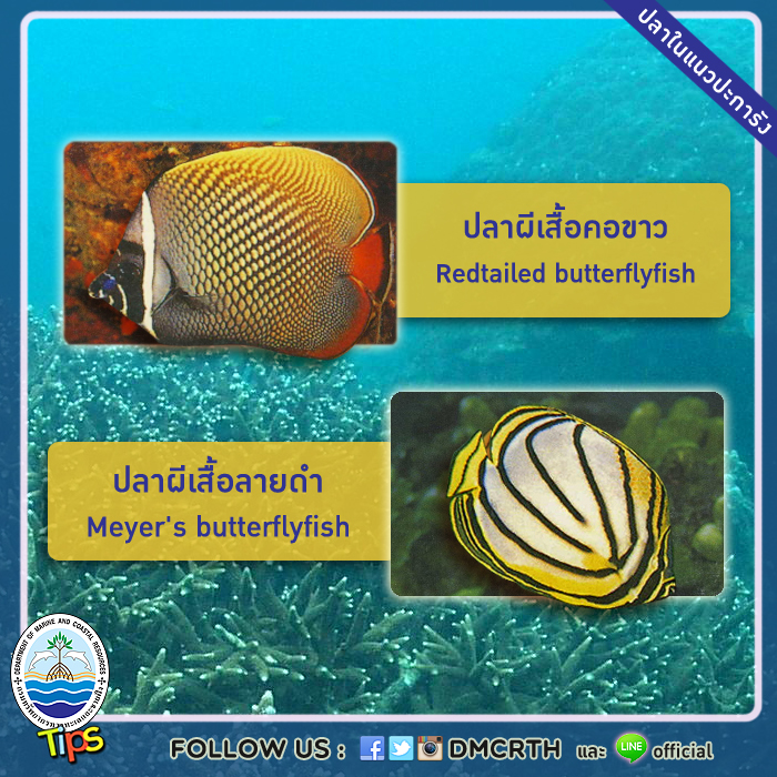 เกร็ดความรู้ ทช.