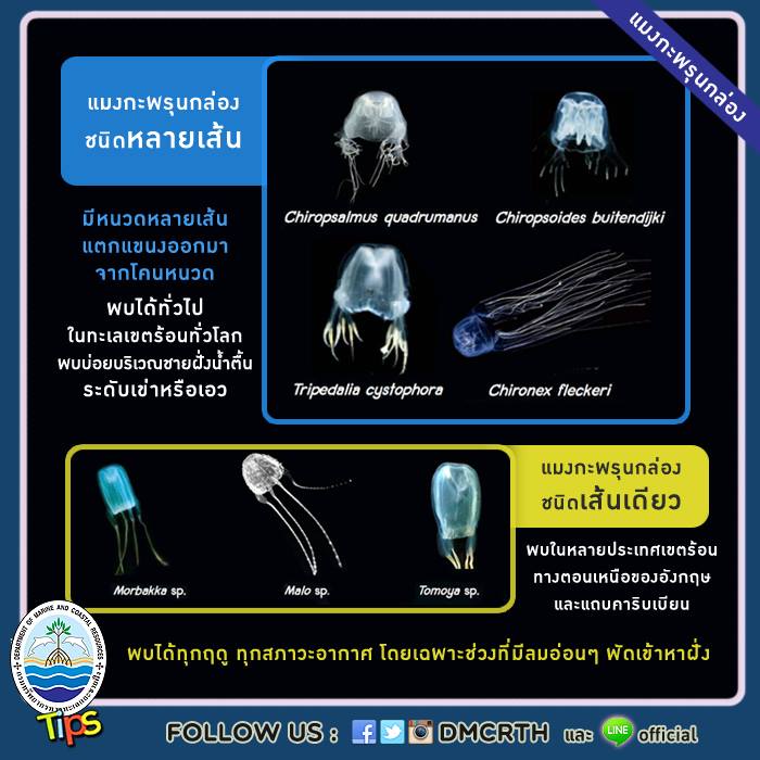 เกร็ดความรู้ ทช.