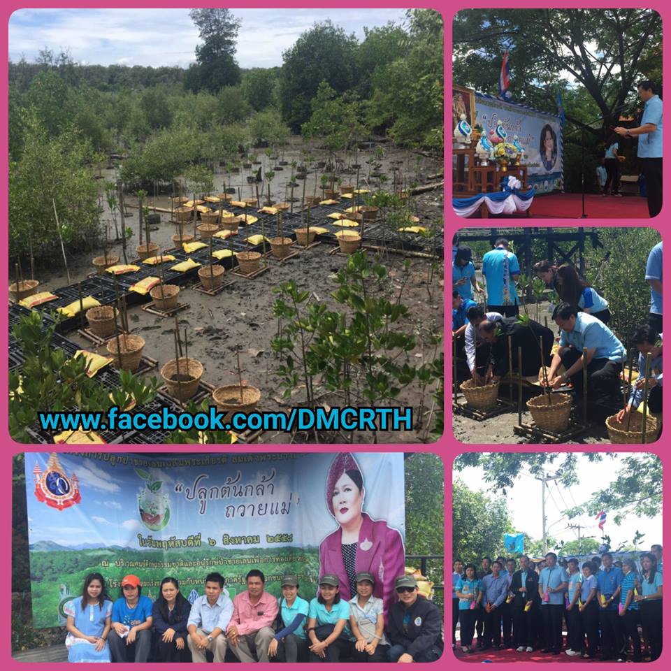 ชลบุรี พร้อมใจปลูกป่าชายเลน เฉลิมพระเกียรติ