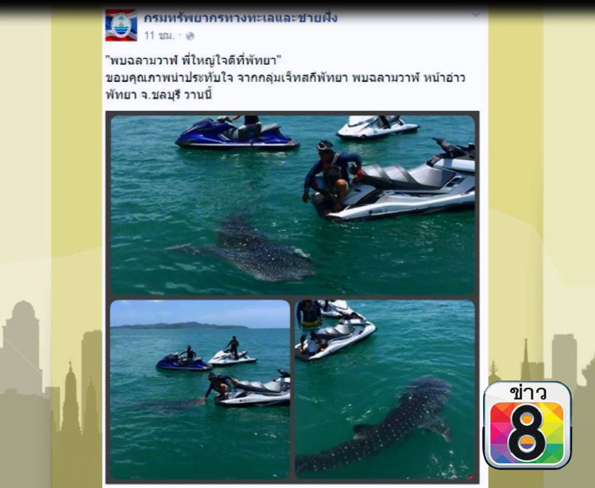 พบฉลามวาฬ พี่ใหญ่ใจดีที่พัทยา