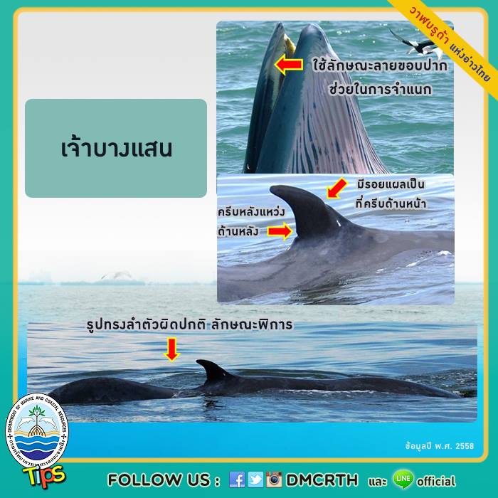 วาฬ วันละตัว
