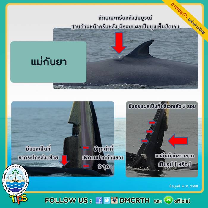 ทำความรู้จัก วาฬบรูด้าแห่งอ่าวไทย" : แม่กันยา