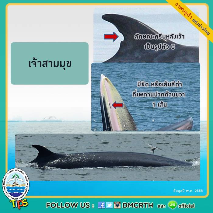 วาฬ วันละตัว