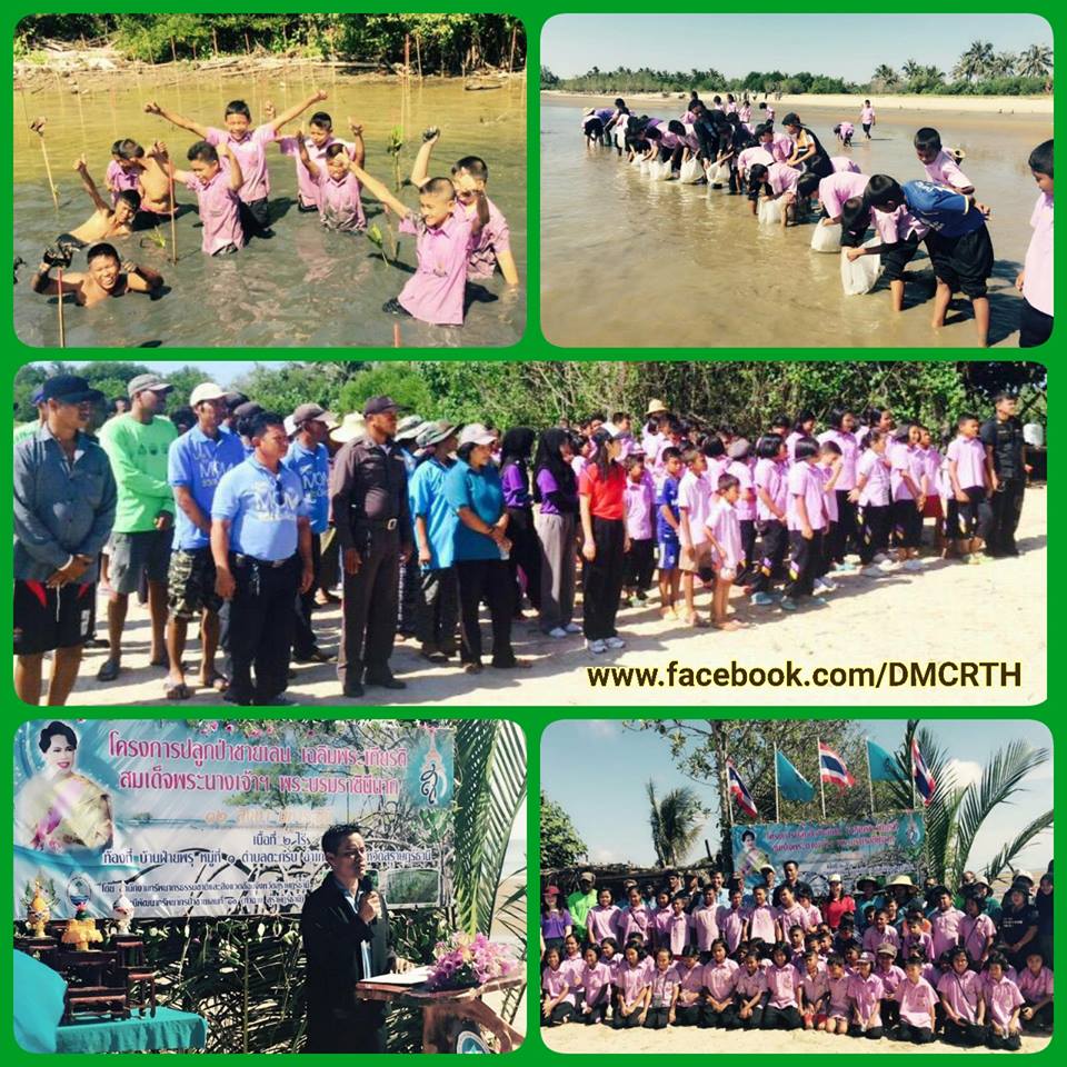 ทช. ร่วมใจชาวไชยา ปลูกป่าชายเลนเฉลิมพระเกียรติ