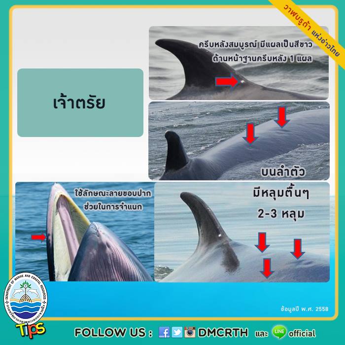 วาฬ วันละตัว