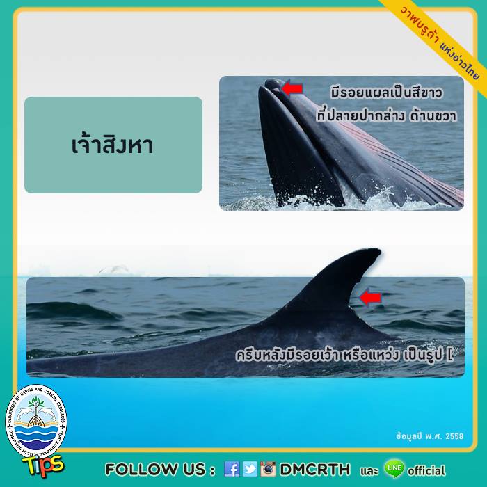 วาฬ วันละตัว