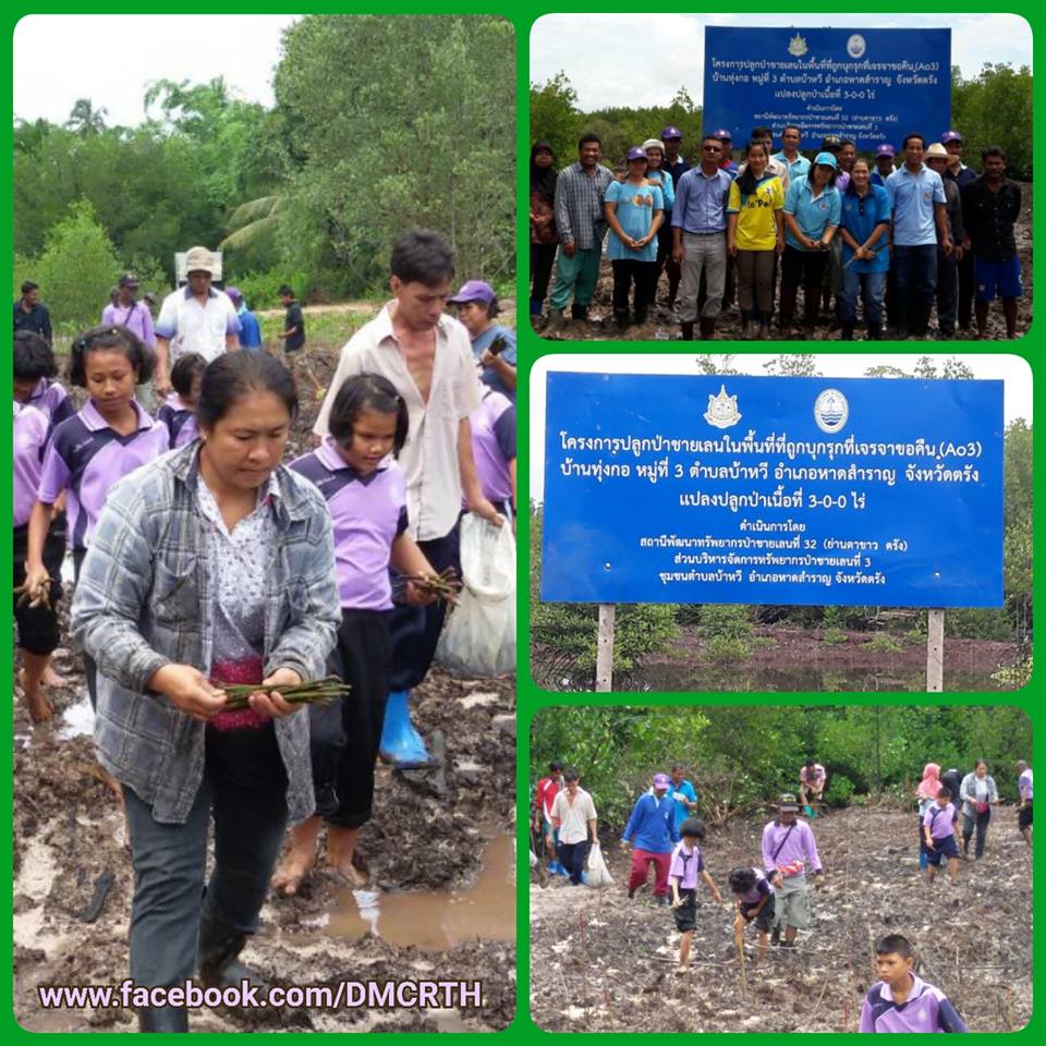 ทช. ร่วมใจชาวตรัง ปลูกป่าชายเลนฟื้นฟูพื้นที่เสื่อมโทรม