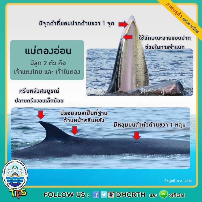 วาฬ วันละตัว