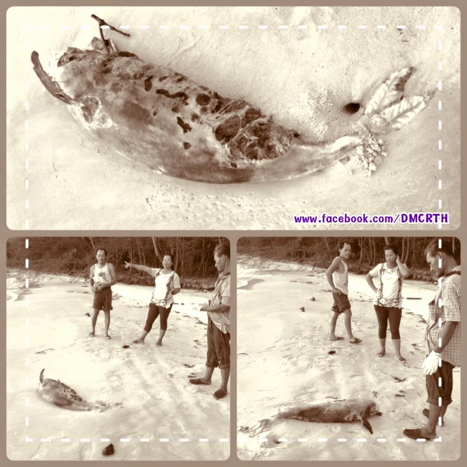 พบซากโลมาหัวบาตรหลังเรียบ ม.๔ ทะเลตราด