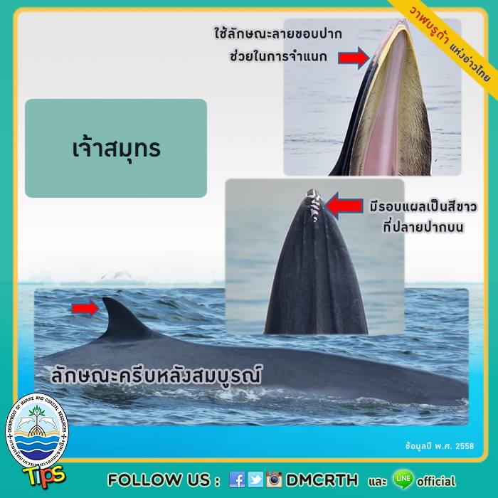 วาฬ วันละตัว