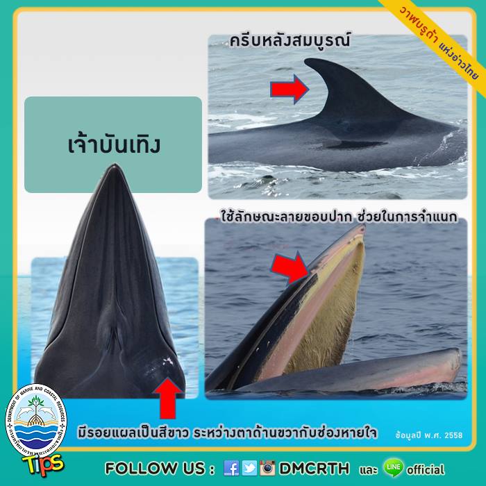 วาฬ วันละตัว