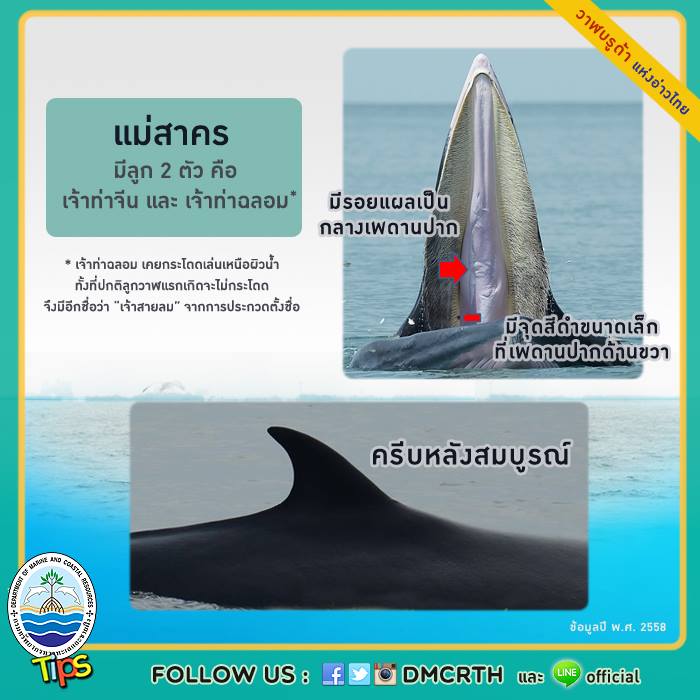 วาฬ วันละตัว