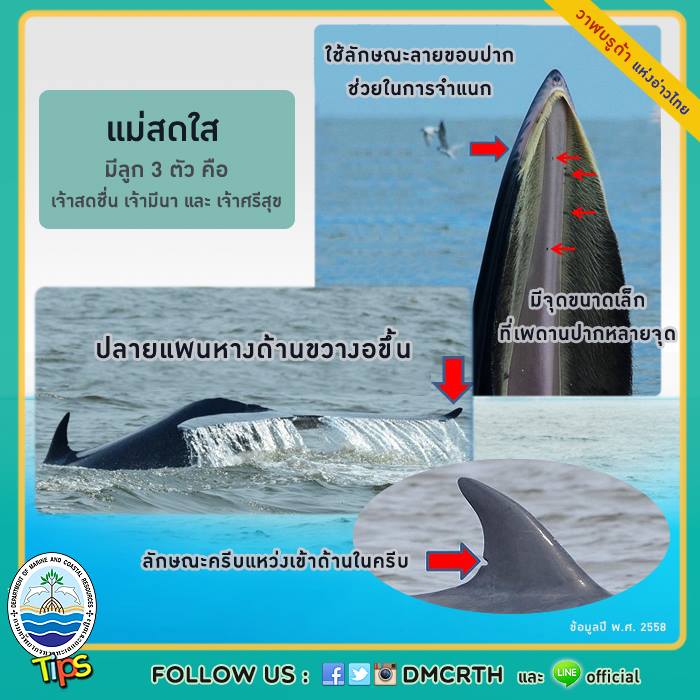 วาฬ วันละตัว