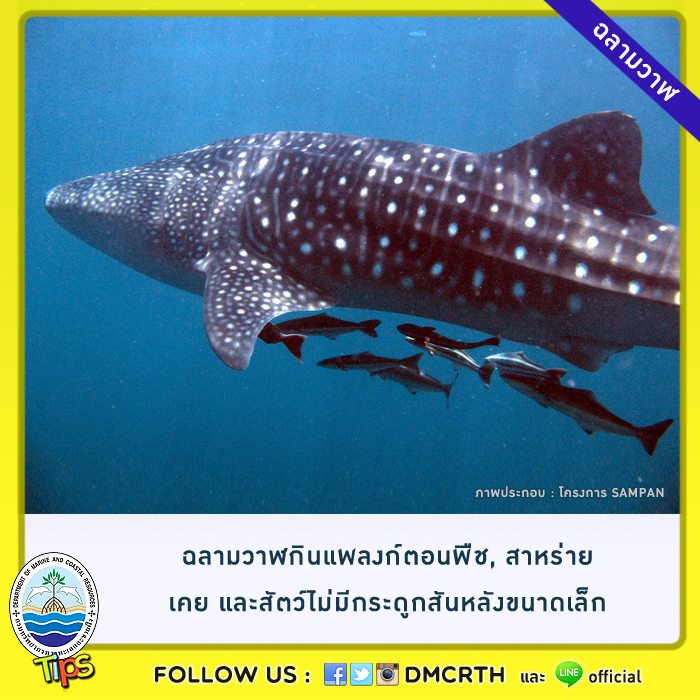 เกร็ดความรู้ ทช.