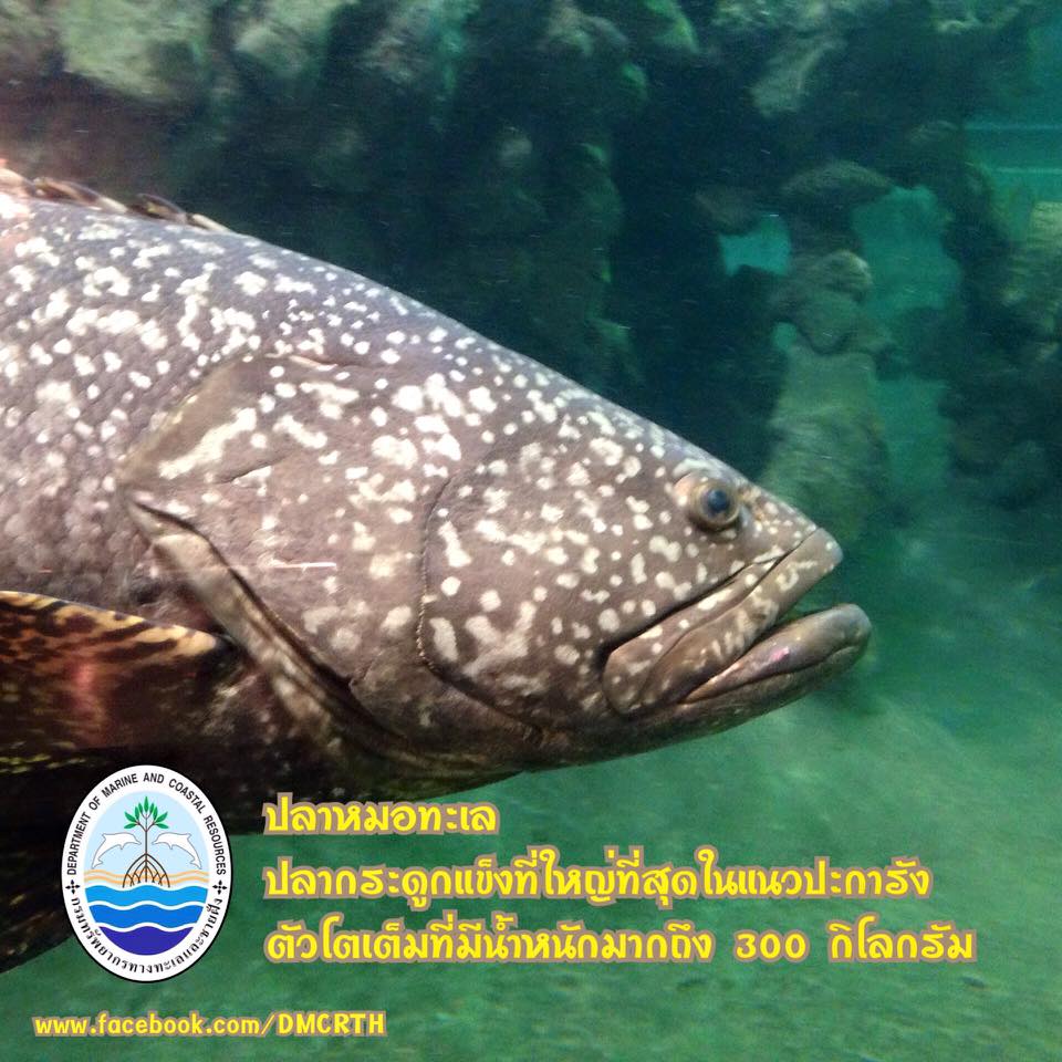 สวัสดี พี่น้องเครือข่ายรักษ์ทะเลไทย