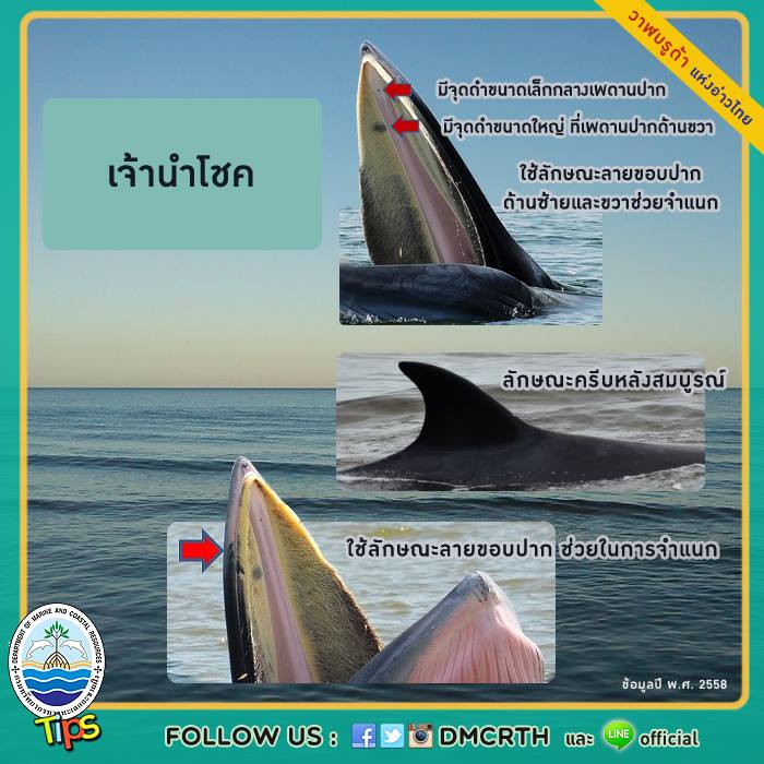 วาฬ วันละตัว