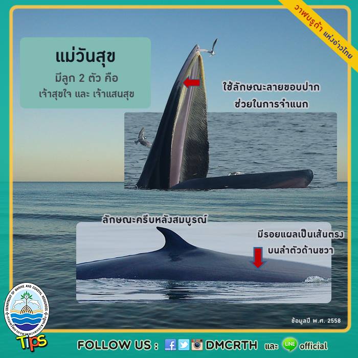 วาฬ วันละตัว