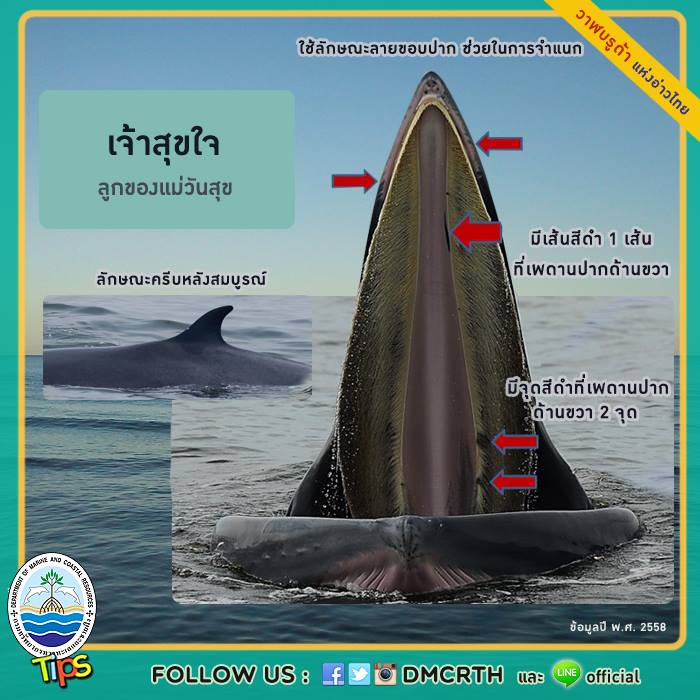 วาฬ วันละตัว