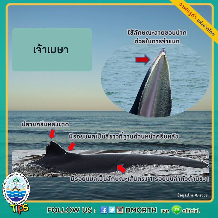 วาฬ วันละตัว