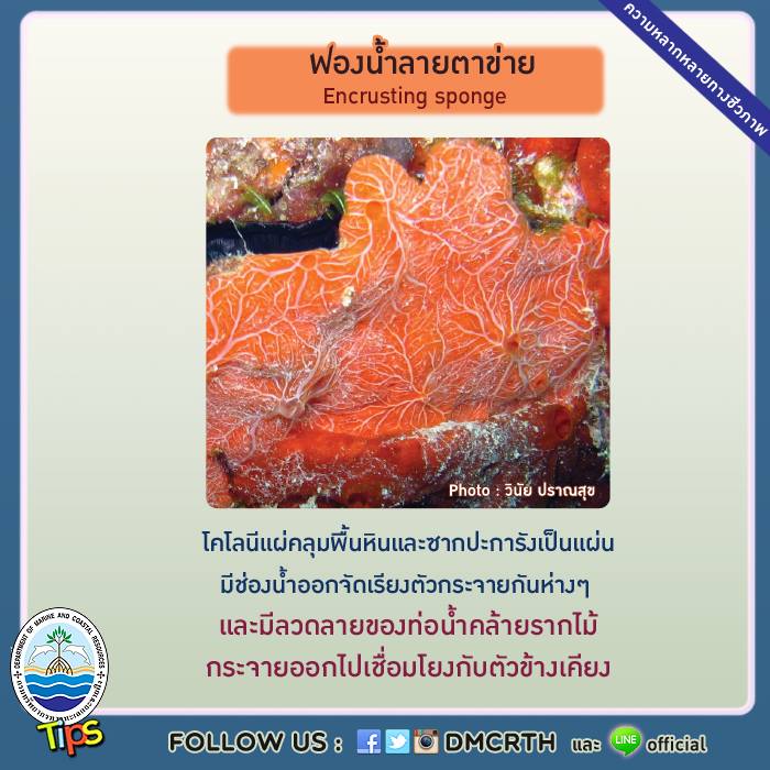 เกร็ดความรู้ ทช.