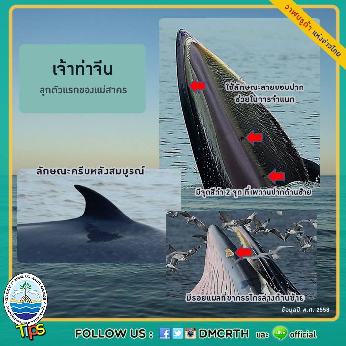 วาฬ วันละตัว