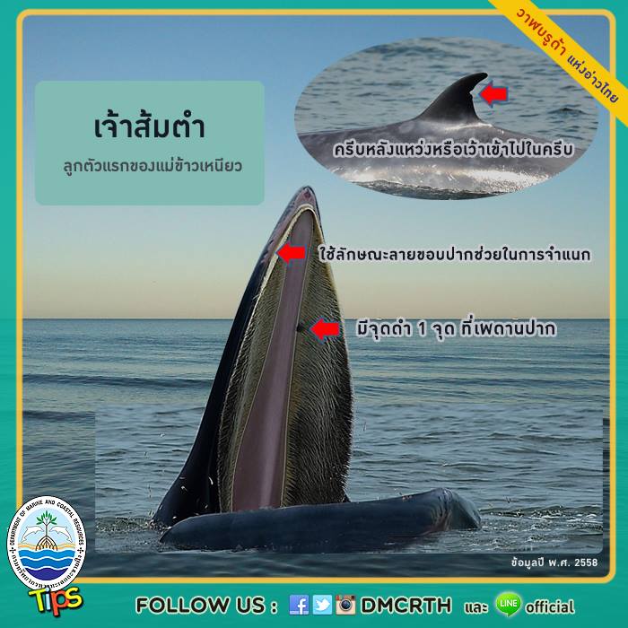 วาฬ วันละตัว