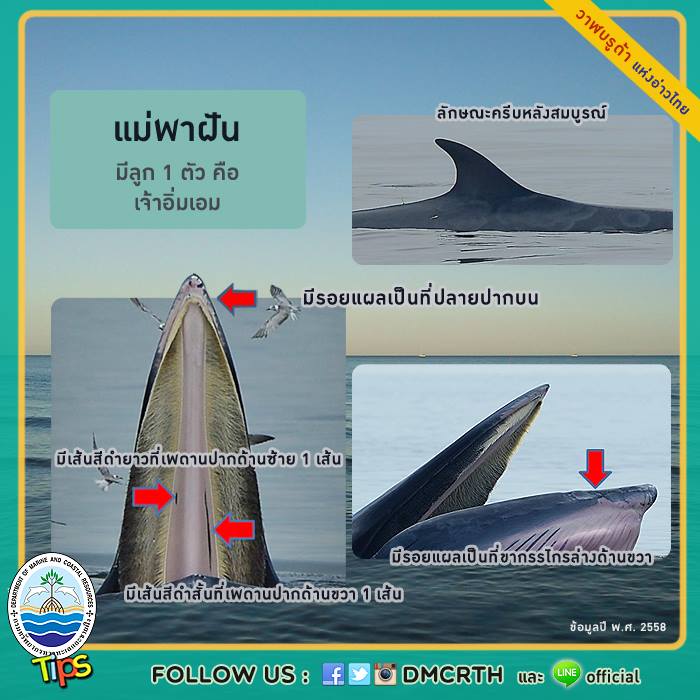 วาฬ วันละตัว