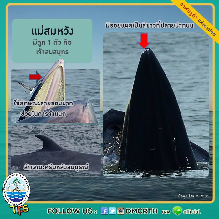 วาฬ วันละตัว