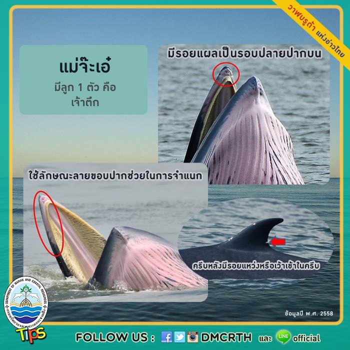 วาฬ วันละตัว