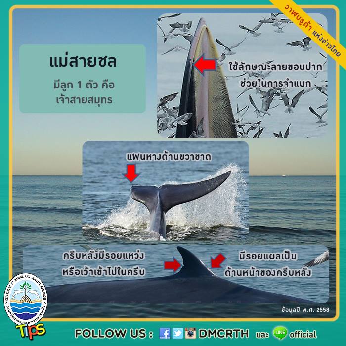 วาฬ วันละตัว