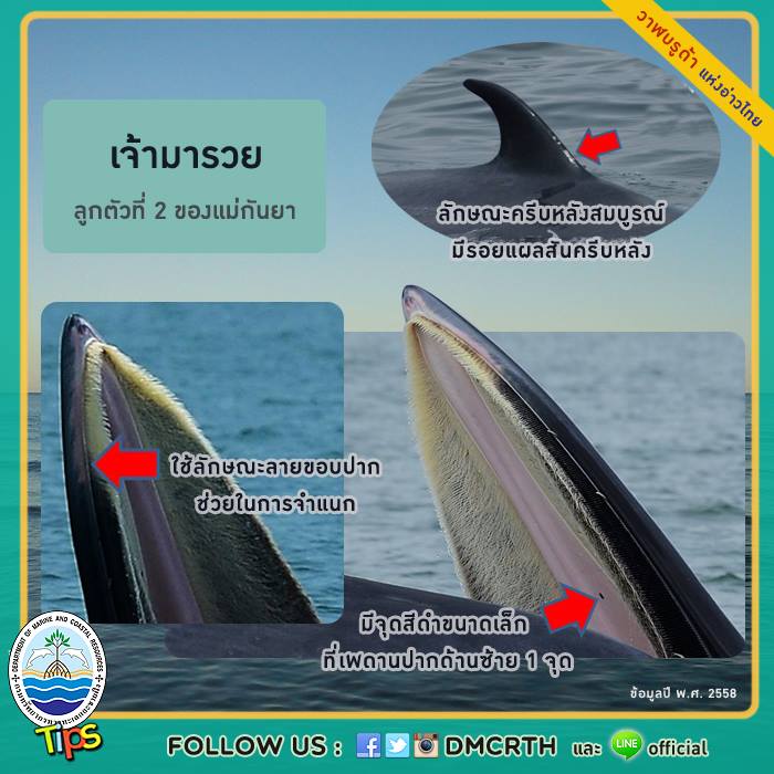 วาฬ วันละตัว