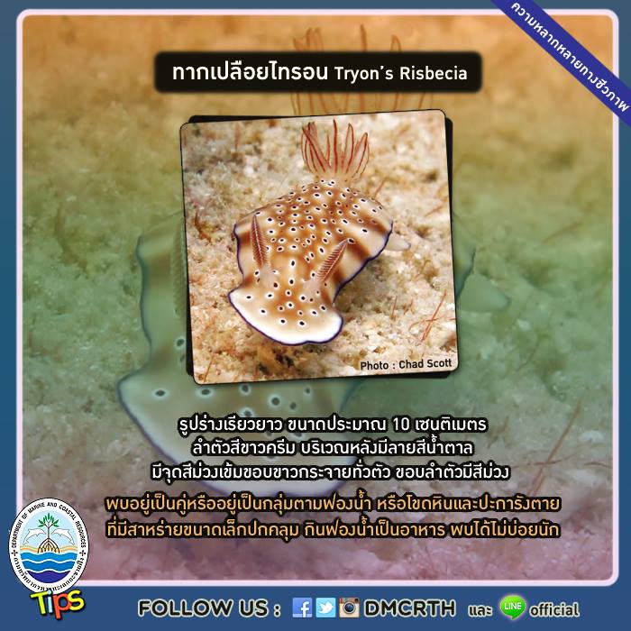 เกร็ดความรู้ ทช.