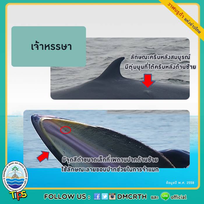 วาฬ วันละตัว