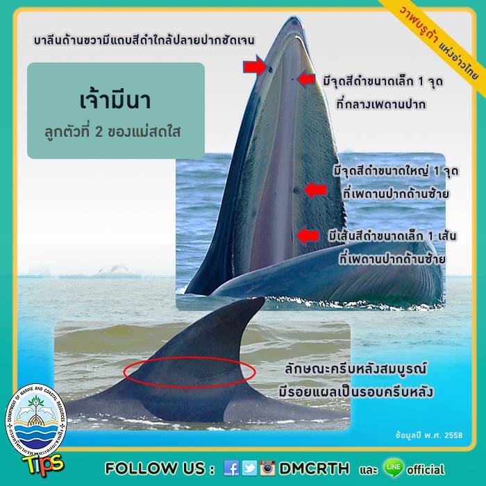 วาฬ วันละตัว