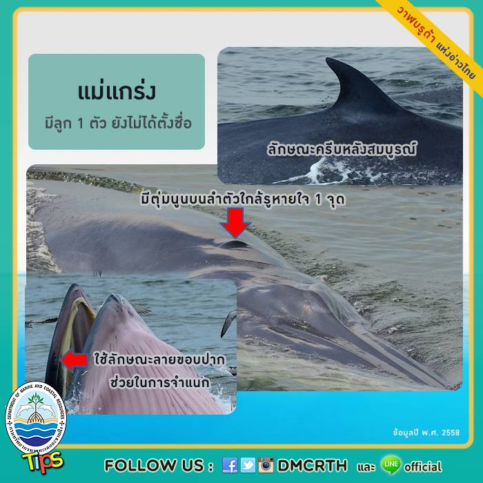 วาฬ วันละตัว
