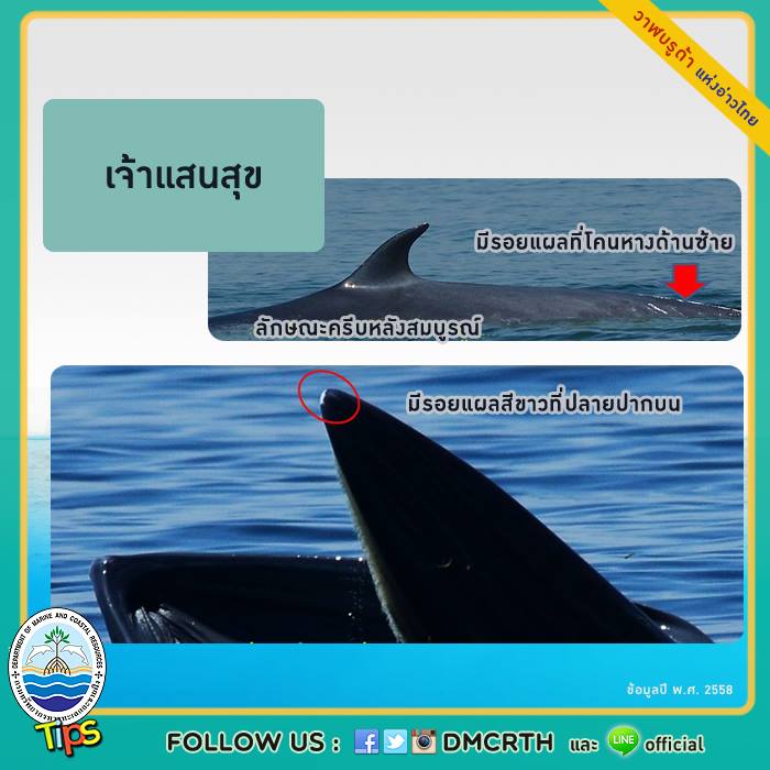 วาฬ วันละตัว