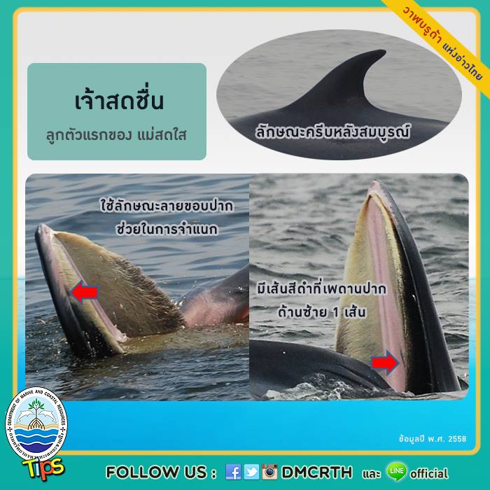 วาฬ วันละตัว
